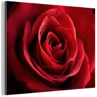 MuchoWow Aluminium schilderij 40x30 cm - Wanddecoratie metaal - Rood - Roos - Romantisch - Metalen muurdecoratie woonkamer - Decoratie industrieel - Foto op dibond - Industriële accessoires slaapkamer