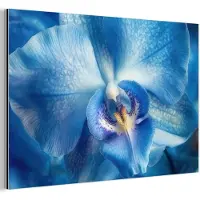 MuchoWow Aluminium schilderij 60x40 cm - Wanddecoratie metaal - Blauw - Orchidee - Elegeant - Metalen muurdecoratie woonkamer - Decoratie industrieel - Foto op dibond - Industriële accessoires slaapkamer