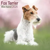 Avonside Publishing Ltd. Fox Terrier Ruwhaar Kalender 2026