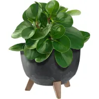 Kadax Bloempot van kunststof met drie insteeksteunen, ronde bloemenschaal, plantenbak, bloembak, plantenbak voor balkon, woonkamer (zwart, diameter 24 cm)