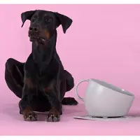 United Pets Set Beker Grote Kom en Mat Grijs, Design Kom voor Honden, Gemaakt in Italië, Voor Middelgrote en Grote Honden, Antislip, Spatbescherming, 100% Gerecycled Plastic