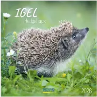 Korsch Verlag Egels - 2026