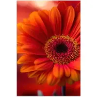 PosterMonkey Poster 20x30 cm - Oranje - Gerbera - Intens - Posters - Kamer decoratie - Wanddecoratie woonkamer - Muurdecoratie slaapkamer