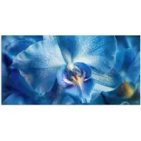 PosterMonkey Poster 40x20 cm - Blauw - Orchidee - Elegeant - Posters - Kamer decoratie - Wanddecoratie woonkamer - Muurdecoratie slaapkamer