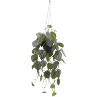 Buitengewoon Boet Kunstplant Peperomia Melon Hang - 90 cm