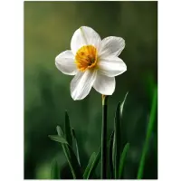 PosterMonkey Poster 90x120 cm - Narcis - Bloem - Wit - Grassprieten - Posters - Kamer decoratie - Wanddecoratie woonkamer - Muurdecoratie slaapkamer