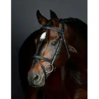 Collegiate Gewatteerde hanoverse zadelsportteugel Comfitec Opulux Fancy Stitch