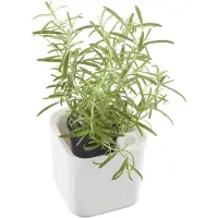 Orthex Kruidenpot , breedte: 120 mm, wit