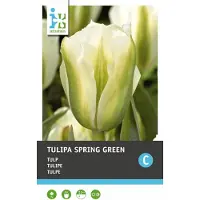 Intratuin Bloembollen Tulp (Tulipa 'Spring Green') 7 Stuks