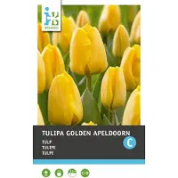 Intratuin Bloembollen Tulp (Tulipa 'Golden Apeldoorn') 10 Stuks