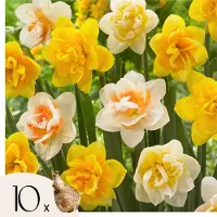 Jub holland - bloembollen - Narcissen Dubbel Mix - maat 12/14 - 15 stuks