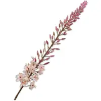 Buitengewoon Boet Eremurus steel creme 107 cm kunstbloem