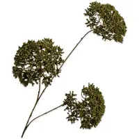 Silk-ka Kunstbloem-Zijden Bloem-Kunsttak Trachelium Donker Groen 85 cm