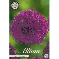 Kärkkäinen Purple Sensation Allium Bloembollen 5 stuks bolmaat 12/14