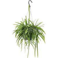 Green bubble Lepismium Bolivianum hangplant - 25 cm