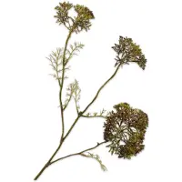 Silk-ka - Kunstbloem - dille - paars - H74 cm