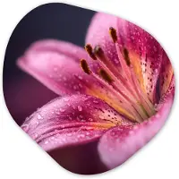 MuchoWow Organische wanddecoratie 60x60 cm - Organisch schilderij Roze - lelie - Dauwdruppels - Muurdecoratie woonkamer - Kamer decoratie - Schilderijen - Muurcirkel aesthetic