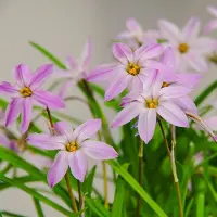 QFB Gardening Ipheion Charlotte Bishop | 25 stuks | Roze | verwilderend
