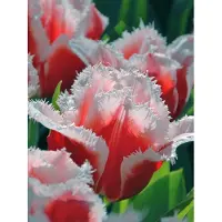 QFB Gardening Tulp Canasta | 10 stuks | Gefranjerd | Rood | Wit | Tulpenbollen