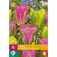 Jub holland - bloembollen - Tulpen Strawberry Lemonade - maat 11/12 - 15 stuks