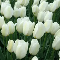 QFB Gardening Tulp Pays Bas | 10 stuks | Wit | Tulpenbollen | Snijbloem