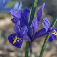 QFB Gardening Iris reticulata Pixie | 15 stuks | Paars | Irisbollen