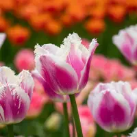 QFB Gardening Tulp Siesta | 10 stuks | Gefranjerd | Roze | Wit | Tulpenbollen