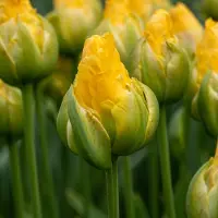 QFB Gardening Tulp Vanille Coup | 10 stuks | Dubbel laat | Geel | Groen | Tulpenbollen
