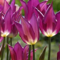 QFB Gardening Tulp Yume no Murasaki | 10 stuks | Leliebloemig | Paars