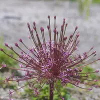 QFB Gardening Allium schubertii | Roze | Sierui Bollen | Geschikt voor Pot