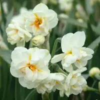 QFB Gardening Narcis Sir Winston Churchill | 10 stuks | Dubbel | Wit