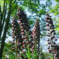 QFB Gardening Fritillaria persica | 3 stuks | Paars | Fritillaria Bollen