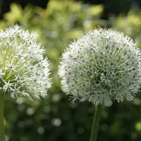 QFB Gardening Allium Mount Everest | 1 stuk | Wit | Sierui Bollen