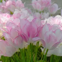 QFB Gardening Tulp Candy Club | 10 stuks | Enkel laat | Roze | Wit | Tulpenbollen
