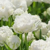 QFB Gardening Tulp Snow Crystal | 10 stuks | Dubbel laat | Gefranjerd | Wit