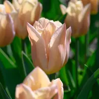 QFB Gardening Tulp Apricot Copex | 10 stuks | Roze | Tulpenbollen
