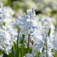 QFB Gardening Puschkinia libanotica | 75 stuks | Wit | verwilderend