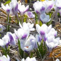 QFB Gardening Krokus chrysanthus Prins Claus | 25 stuks | Blauw | Krokusbollen