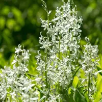 QFB Gardening Ornithogalum nutans | 15 stuks | Wit | Ornithogalumbollen