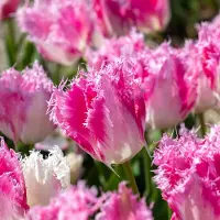 QFB Gardening Tulp Drakensteyn | 10 stuks | Gefranjerd | Roze | Wit | Tulpenbollen
