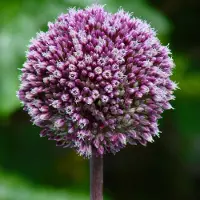QFB Gardening Allium Summer Drummer | 3 stuks | Paars | Sierui Bollen