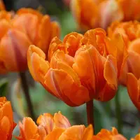 QFB Gardening Tulp Orange Princess | 10 stuks | Dubbel laat | Oranje | Rood