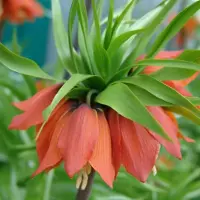 QFB Gardening Fritillaria imperialis Rubra | 6 stuks | Oranje | Rood