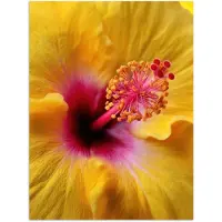 PosterMonkey Poster 90x120 cm - Geel - Hibiscus - Tropisch - Posters - Kamer decoratie - Wanddecoratie woonkamer - Muurdecoratie slaapkamer