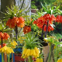 QFB Gardening Keizerskroon Pakket | 3 stuks | Meerkleurig | Snijbloem