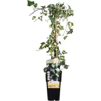 Hello Plants Hedera Colchica Dentata Variegata Klimop - Klimplant - Ø 15 cm - Hoogte: 65 cm