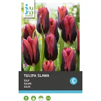 Intratuin Bloembollen Tulp (Tulipa 'Slawa') 10 Stuks