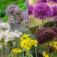 QFB Gardening Bloembollen Mix Alliums | 250 stuks | Geel | Lila | Wit | Paars