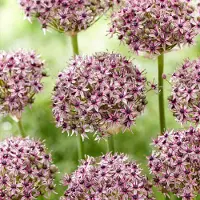 QFB Gardening Allium Starlight | 10 stuks | Roze | Wit | Paars | Sierui Bollen