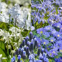 QFB Gardening Bloembollen Pakket Delfts Blauw | 250 stuks | Blauw | Wit